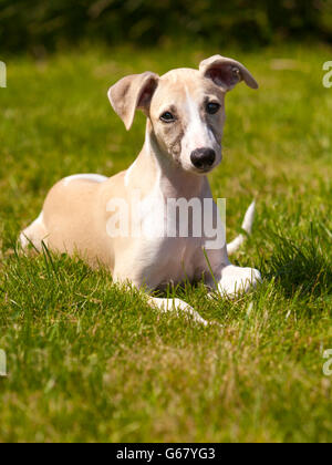 Whippet Welpen drei Monate auf der Wiese liegend Stockfoto