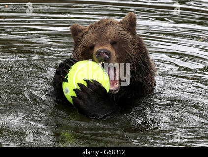 Unterstützung für Murray Stockfoto