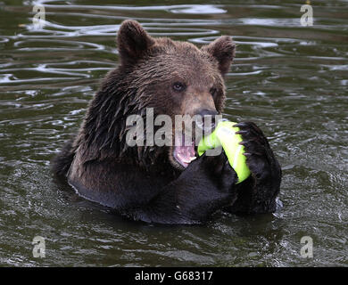 Unterstützung für Murray Stockfoto