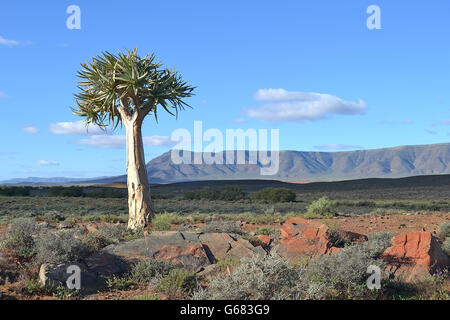 Der Köcherbaum (Aloe dichotoma) in der knersvlakte, Namaqualand, im Western Cape von Südafrika. Stockfoto