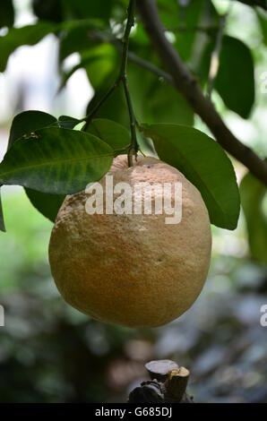 Pomelo Stockfoto