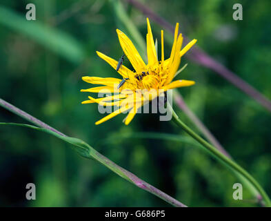 Tragopogon Orientalis gelbe Blume im Garten in den Niederlanden Stockfoto