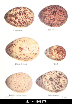 Vogel-Eiern: Ptarmigan; Moorschneehühner; Schwarz; Legged Rebhuhn, Wachtel; Grünschenkel, 1925 Stockfoto