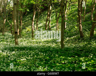 Bärlauch bei Abfahrt Holz, Co. Londonderry, Nordirland Stockfoto