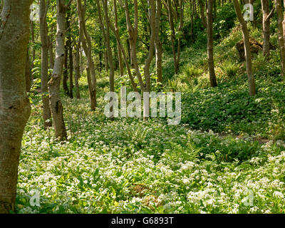 Bärlauch im Downhill, Co. Londonderry, Nordirland Stockfoto