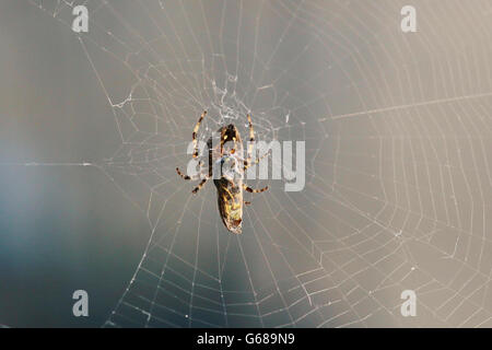 Eine Spinne mit Beute, eine Wespe in seinem Netz Stockfoto