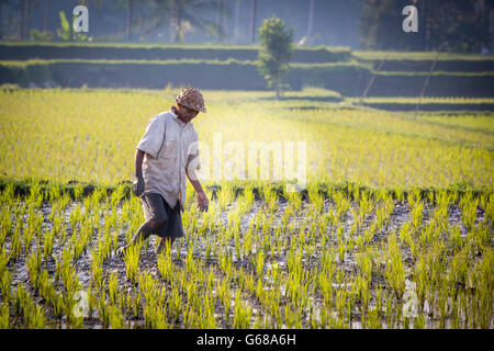 Ubud, Indonesien - 5. September: Ein nicht identifiziertes balinesischen Reisbauer stellt während der Arbeit einen Morgen in der Nähe von Ubud, Bali, Indonesien, auf Stockfoto