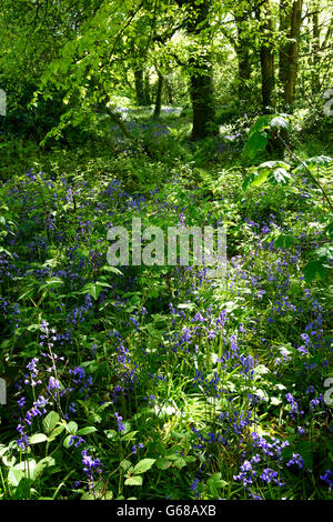 Audley Holz Glockenblumen Co., Nord-Irland Stockfoto