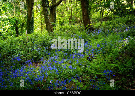 Audley Castle, Co. Down, Nordirland Stockfoto