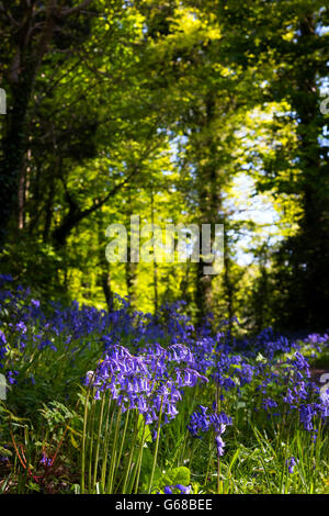 Glockenblumen Audley Holz, nach unten, Nordirland Stockfoto