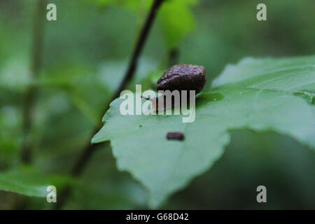 Asiatische Tramp Schnecke Stockfoto