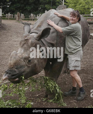 Edinburgh Zoo Nashörner Stockfoto