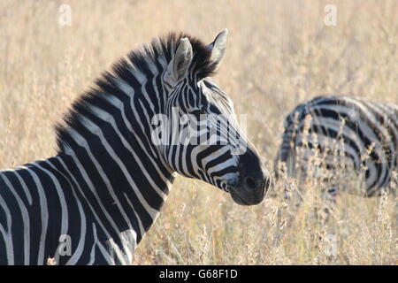 Ein Zebra stehend in einem Nationalpark im südafrikanischen Grasland Stockfoto