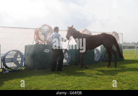 Pferderennen - 2013 John Smith's Cup Meeting - Summer Stakes - York Racecourse. Ein Pferd wird während des Summer Stakes Day des John Smith's Cup Meetings 2013 auf der York Racecourse, York, unter einem „Misting Fan“ abgekühlt. Stockfoto