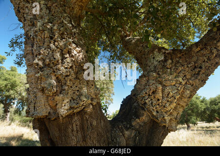 Geernteten Korkeiche, Alentejo, Portugal Stockfoto