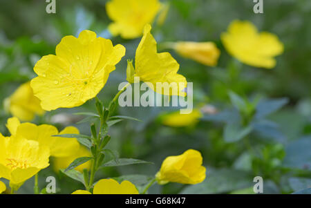 Nachtkerze (Oenothera Biennis) im Garten Stockfoto