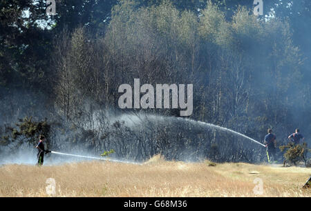 Feuerwehrleute bekämpfen ein Grasfeuer am Rande des Epping Forest in der Nähe von Wanstead im Nordosten Londons. Stockfoto