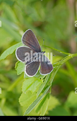 Männliche kleine blau.  Großbritanniens kleinste Schmetterling Stockfoto