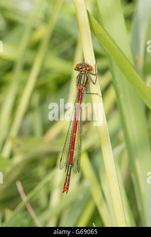 Weiblichen großen Red Damselfly (Pyrrhosoma Nymphula) Stockfoto