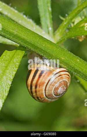 Weißlippen-Schnecke (Bänderschnecken Hortensis) Stockfoto