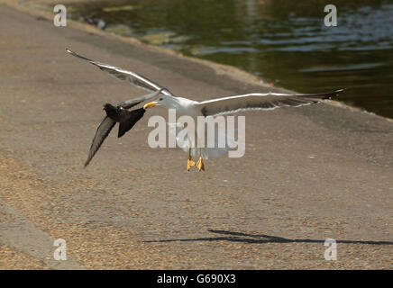 Möwenbestand - London. Eine Möwe greift eine Taube am Round Pond in Kensington Gardens, London, an und tötet sie schließlich. Stockfoto