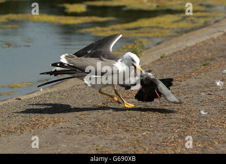 Eine Möwe greift eine Taube am Round Pond in Kensington Gardens, London an und tötet sie schließlich. Stockfoto