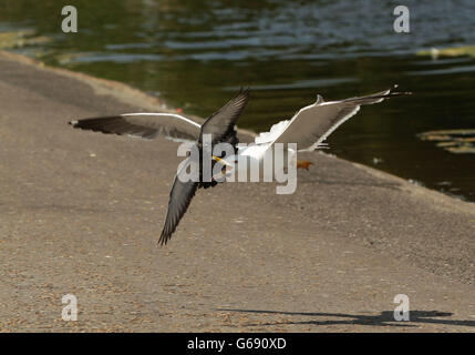 Möwenbestand - London. Eine Möwe greift eine Taube am Round Pond in Kensington Gardens, London, an und tötet sie schließlich. Stockfoto