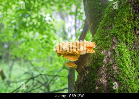 Schwefel-gelbe Pilz Laetiporus Sulphureus auf Baumstamm auch bekannt als "Huhn des Waldes" Stockfoto