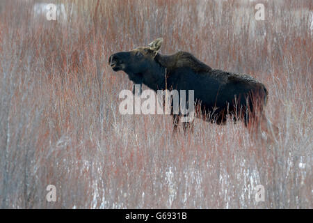 Stier Elch (Alces Alces) ohne Geweih im Schnee, Lamar Valley, Yellowstone-Nationalpark, Wyoming, USA Stockfoto