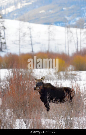 Stier Elch (Alces Alces) ohne Geweih im Schnee, Lamar Valley, Yellowstone-Nationalpark, Wyoming, USA Stockfoto