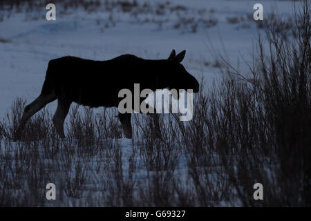 Stier Elch (Alces Alces) ohne Geweih im Schnee in der Abenddämmerung, Yellowstone-Nationalpark, Wyoming, USA Stockfoto