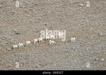 Pronghorn Antilope (Antilocapra Americana) während der jährlichen Migraton auf einem Hilside, National Elk Refuge, Wyoming, USA Stockfoto