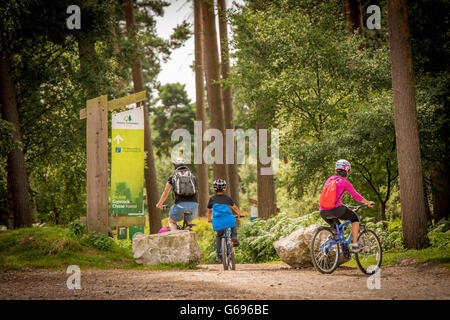 Eine Familie, die ihre Mountainbikes durch den Wald reiten, an einem sonnigen Tag Stockfoto