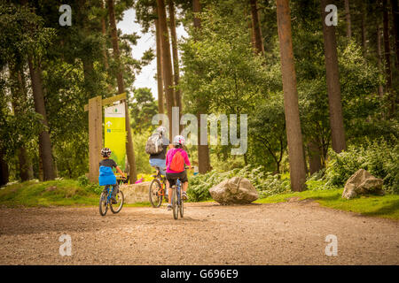 Eine Familie, die ihre Mountainbikes durch den Wald reiten, an einem sonnigen Tag Stockfoto