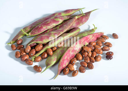 Bush Bean Flambo / (Phaseolus Vulgaris Nanus) Stockfoto