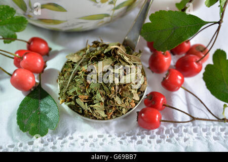 Weißdorn, Beeren getrocknet und frisch / (Crataegus Monogyna, Crataegus Laevigata) Stockfoto