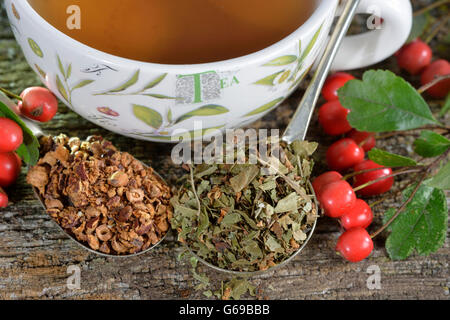 Weißdorn, Beeren getrocknet und frisch / (Crataegus Monogyna, Crataegus Laevigata) Stockfoto