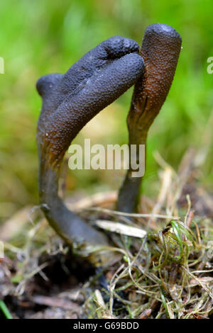 Dead mans Finger / (Xylaria Polymorpha) Stockfoto