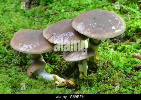 Schleimige Spike-Cap / (Gomphidius Glutinosus) Stockfoto