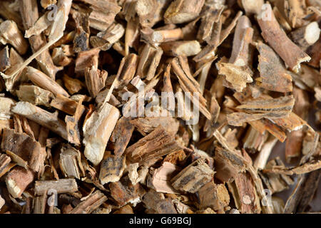 Sarsaparilla Wurzeln / (Sarsaparilla, Radix Sarsaparillae) / American Sarsaparilla, grau Sarsaparilla, mexikanische Sarsaparilla, rot Sarsaparilla Stockfoto