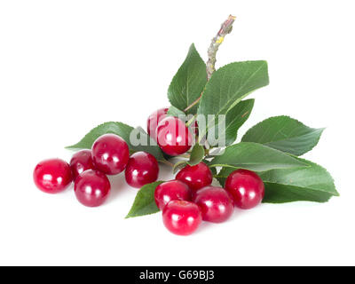 Sommer essen. Prunus Cerasus. Sauerkirschen für Kuchen etc.. Stockfoto