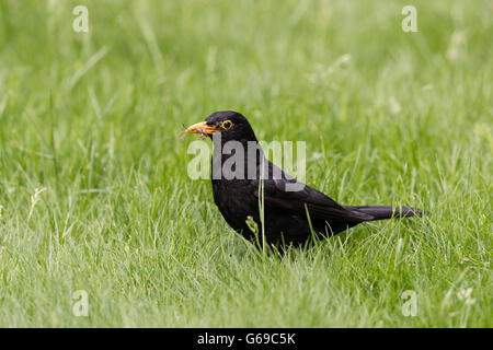 Männliche Amsel (Terdus merula) Sammeln von lederjacken und ein Tiger (cranefly Nephrotoma flavescens) Jungen zu füttern Stockfoto