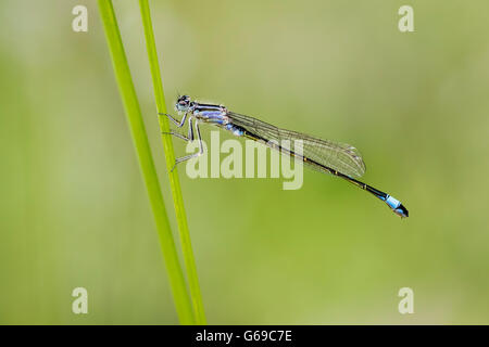 Eine blaue tailed Damselfly (Ischnura Elegans) thront auf einem Rasen-Stiel Stockfoto