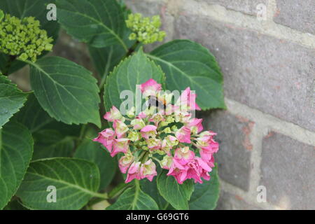 Hortensie, Sommerblume, Gartenarbeit, Hampshire, britische Blume, Biene-liebenden Stockfoto