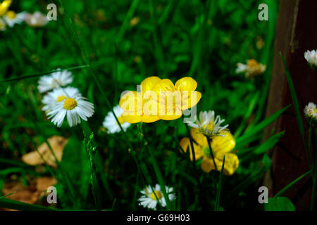 BUTTERBLUMEN Stockfoto