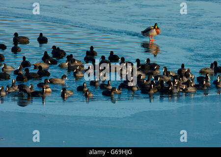 Eurasische Blässhühner, Stockenten, Deutschland / (Fulica Atra) (Anas Platyrhynchos) Stockfoto