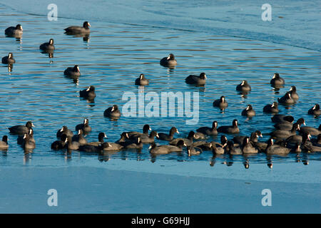 Eurasische Wasserhuhn, Rotklee, Deutschland / (Fulica Atra) Stockfoto