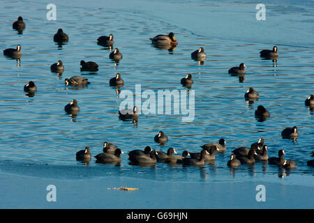 Eurasische Blässhühner, Stockenten, Deutschland / (Fulica Atra) (Anas Platyrhynchos) Stockfoto