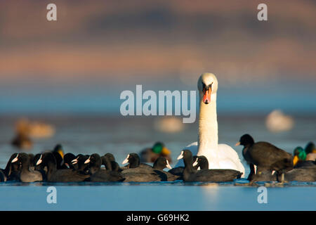 Höckerschwan, eurasische Wasserhuhn, Zwergtaucher, Deutschland / (Fulica Atra) (Cygnus Olor) Stockfoto