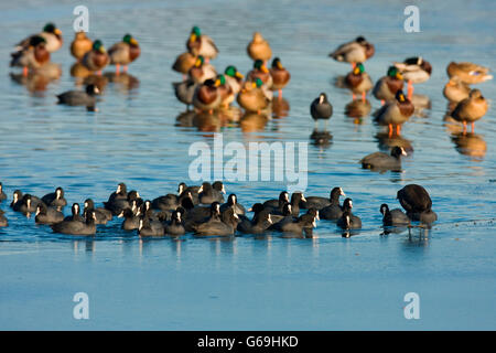 Eurasische Blässhühner, Stockenten, Deutschland / (Fulica Atra) (Anas Platyrhynchos) Stockfoto